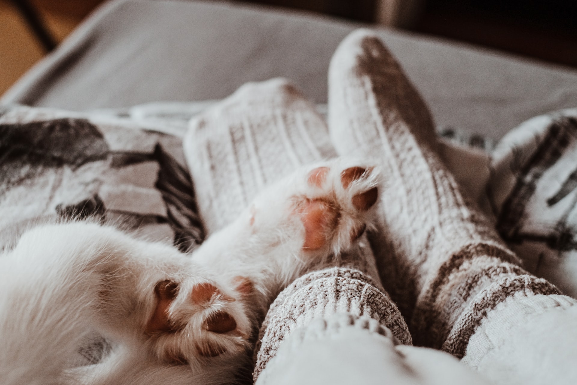 Quali sono i calzini più caldi per l'inverno?